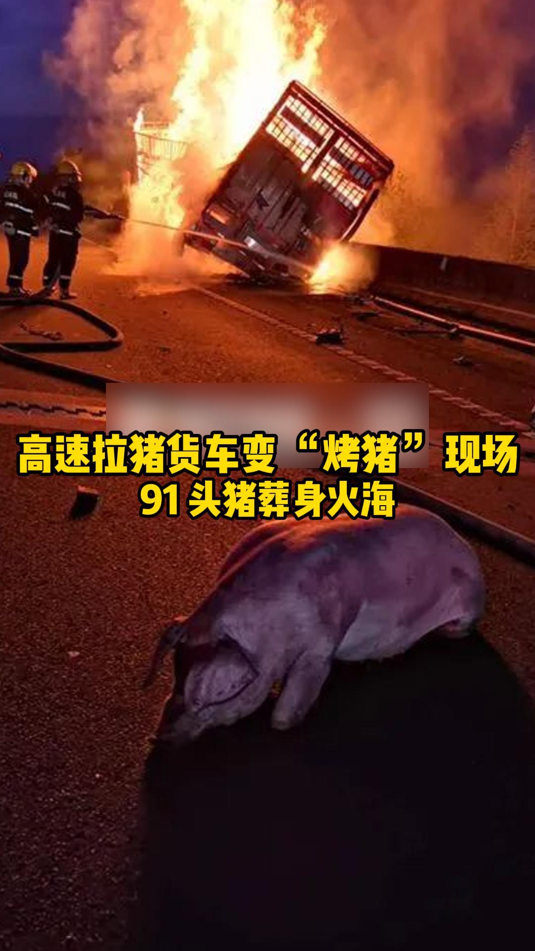 高速突发！拉猪货车起火，91头猪葬身火海，仅1头幸存…